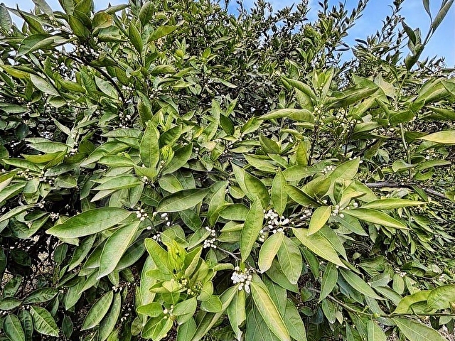 ERZİN GÖKDEREDE TEK TAPU SATSUMA BAHÇESİ - Görsel 6