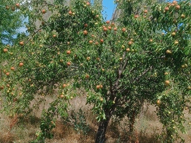 sahibinden satılık 9 dönüm elma armut bahçesi - Görsel 5