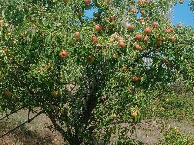 sahibinden satılık 9 dönüm elma armut bahçesi - Görsel 9