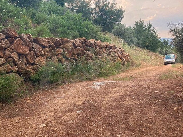 Torbali karakızlarda satılık zeytinlik - Görsel 2