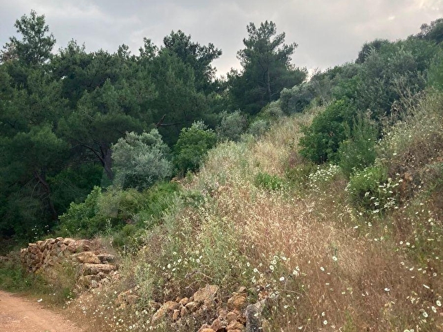 Torbali karakızlarda satılık zeytinlik - Görsel 8