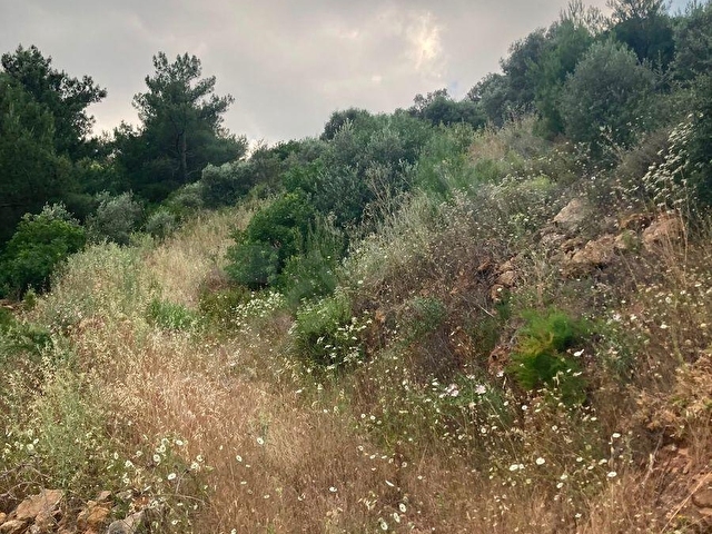 Torbali karakızlarda satılık zeytinlik - Görsel 10