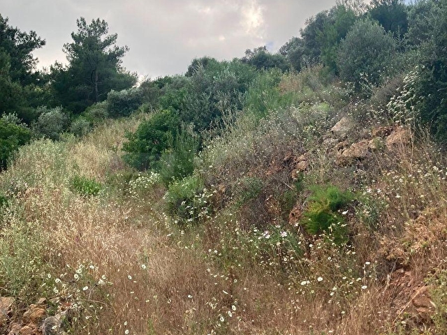 Torbali karakızlarda satılık zeytinlik - Görsel 9