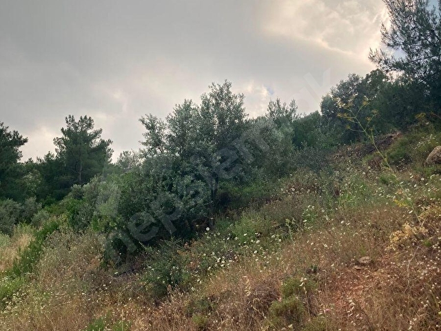 Torbali karakızlarda satılık zeytinlik - Görsel 14
