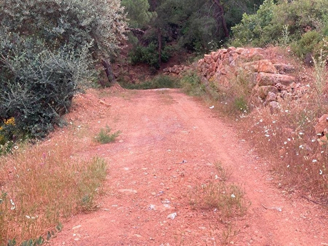 Torbali karakızlarda satılık zeytinlik - Görsel 12