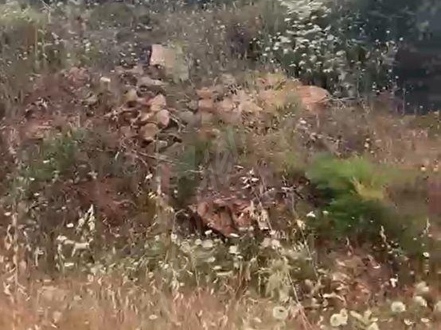 Torbali karakızlarda satılık zeytinlik - Görsel 27