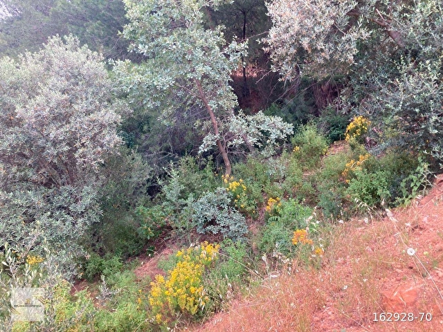 Torbali karakızlarda satılık zeytinlik - Görsel 20