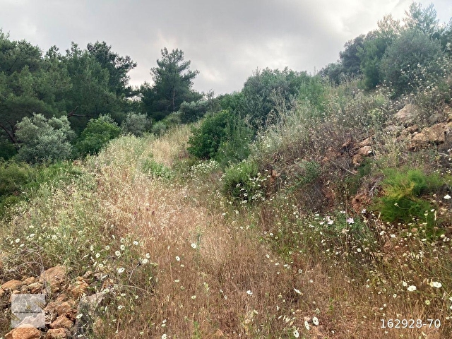 Torbali karakızlarda satılık zeytinlik - Görsel 21