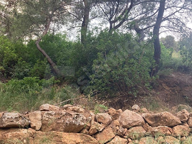 Torbali karakızlarda satılık zeytinlik - Görsel 24