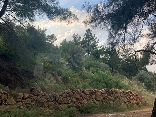 Torbali karakızlarda satılık zeytinlik - Görsel 25