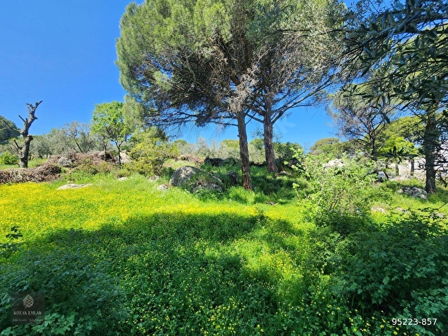 Bergama Kozak Okçular Bahçe Satılık - Görsel 4