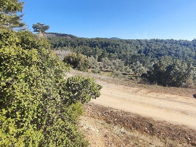 MUĞLA MENTEŞE BAYIR 11.139 M2 SATILIK TARIM ARAZİSİ - Görsel 2