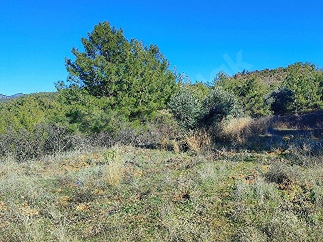 MUĞLA MENTEŞE BAYIR 11.139 M2 SATILIK TARIM ARAZİSİ - Görsel 5