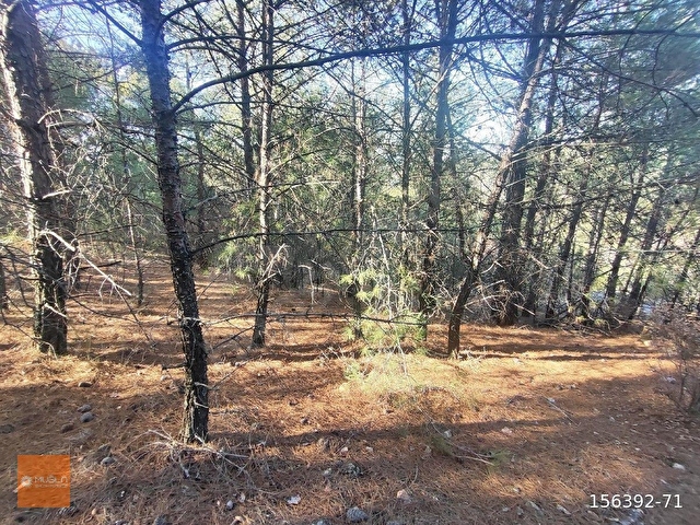 MUĞLA MENTEŞE BAYIR 11.139 M2 SATILIK TARIM ARAZİSİ - Görsel 9