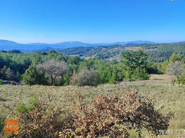 MUĞLA MENTEŞE BAYIR 11.139 M2 SATILIK TARIM ARAZİSİ - Görsel 11