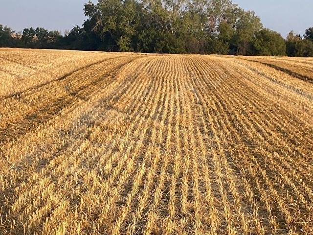 T.DAĞ/SÜLEYMANPAŞA/BANARLI EDİRNE ASFALTINA 650M/5 DÖNÜM TARLA