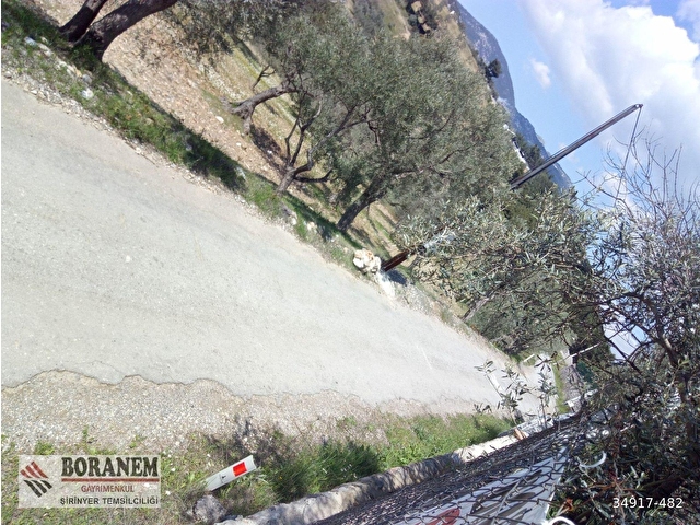BORANEM--DOĞANCILARDA 3189M2 ZEYTİNLİK İÇİNDE MÜSTAKİL EV - Görsel 27