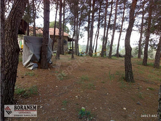 BORANEM--DOĞANCILARDA 3189M2 ZEYTİNLİK İÇİNDE MÜSTAKİL EV - Görsel 25