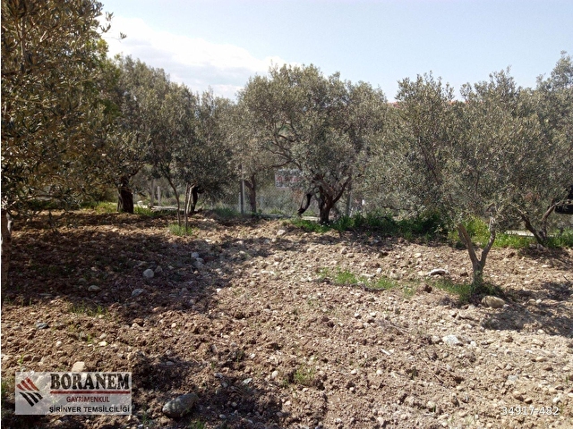 BORANEM--DOĞANCILARDA 3189M2 ZEYTİNLİK İÇİNDE MÜSTAKİL EV - Görsel 26