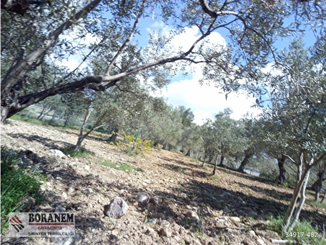 BORANEM--DOĞANCILARDA 3189M2 ZEYTİNLİK İÇİNDE MÜSTAKİL EV - Görsel 28