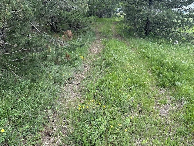 BOLU SARAYCIK KÖYÜ ORMAN İÇİ 2280m2 YOLU MEVCUT OKSiJEN DEPOSU - Görsel 15