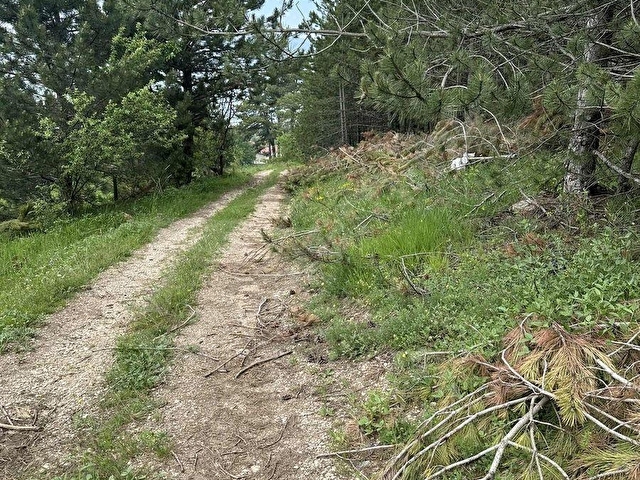 BOLU SARAYCIK KÖYÜ ORMAN İÇİ 2280m2 YOLU MEVCUT OKSiJEN DEPOSU - Görsel 20