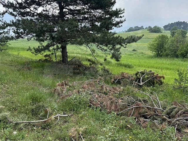 BOLU SARAYCIK KÖYÜ ORMAN İÇİ 2280m2 YOLU MEVCUT OKSiJEN DEPOSU - Görsel 17