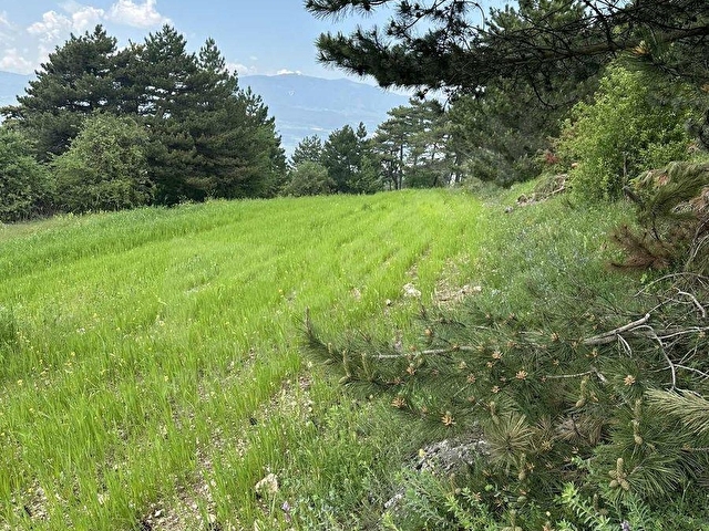 BOLU SARAYCIK KÖYÜ ORMAN İÇİ 2280m2 YOLU MEVCUT OKSiJEN DEPOSU - Görsel 11