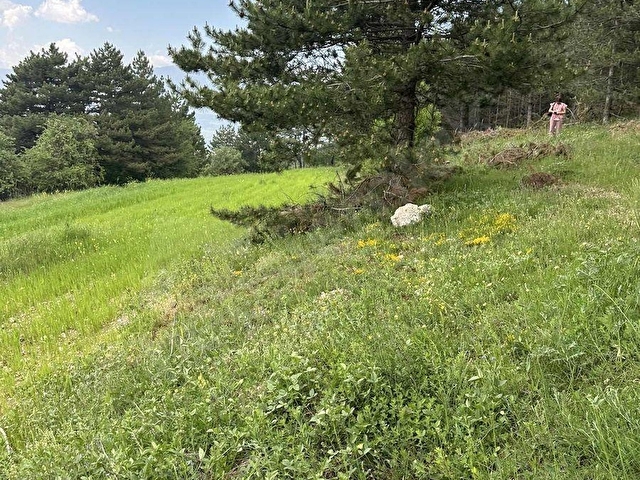 BOLU SARAYCIK KÖYÜ ORMAN İÇİ 2280m2 YOLU MEVCUT OKSiJEN DEPOSU - Görsel 12