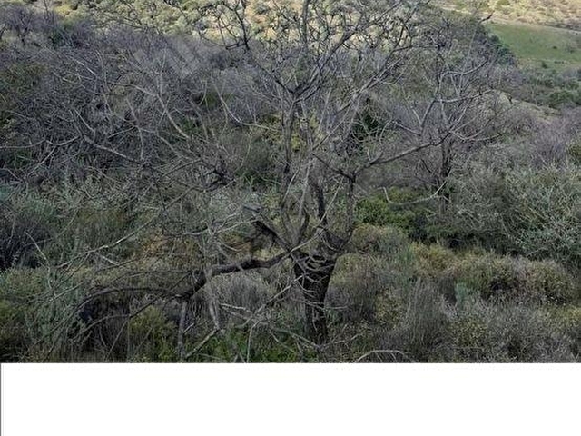 MUĞLA DATÇA DA YAZI MAHALLESİ KARAKULAK MEVKİNDE YATIRIMLIK ARSA - Görsel 20