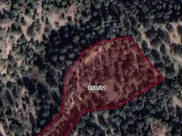 Bergama Zeytindağ.da Deniz Manzaralı Satılık 5857m2 Zeytinlik - Görsel 11