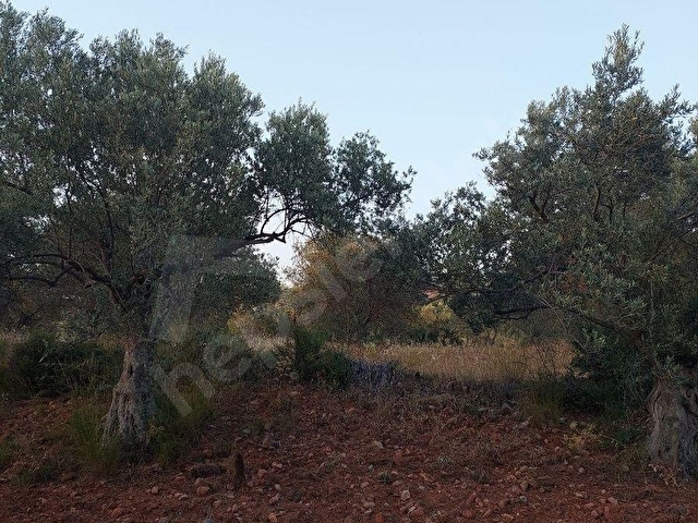 Bergama Zeytindağ.da Deniz Manzaralı Satılık 5857m2 Zeytinlik - Görsel 16