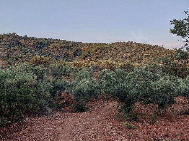 Bergama Zeytindağ.da Deniz Manzaralı Satılık 5857m2 Zeytinlik - Görsel 21