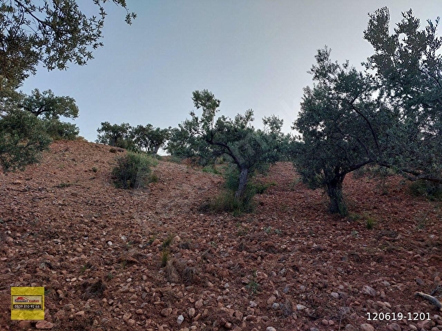 Bergama Zeytindağ.da Deniz Manzaralı Satılık 5857m2 Zeytinlik - Görsel 17