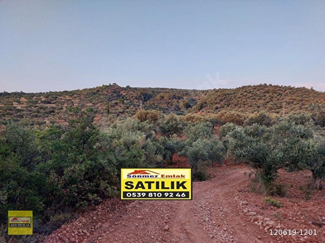 Bergama Zeytindağ.da Deniz Manzaralı Satılık 5857m2 Zeytinlik - Görsel 7