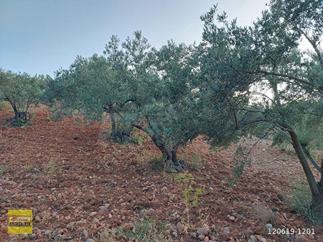 Bergama Zeytindağ.da Deniz Manzaralı Satılık 5857m2 Zeytinlik - Görsel 8