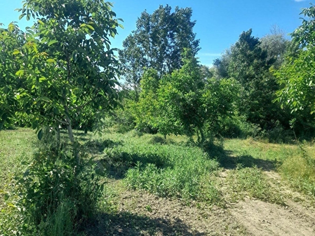 ÇANAKKALE GELİBOLU DEĞİRMENDÜZÜ KÖYÜ İÇİNDE CEVİZLİK - Görsel 15