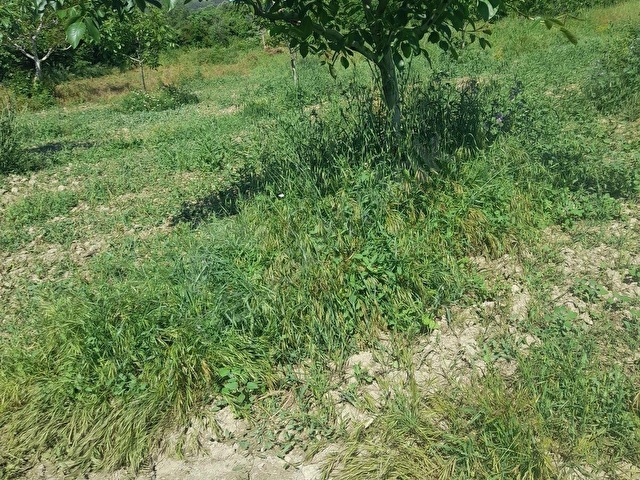 ÇANAKKALE GELİBOLU DEĞİRMENDÜZÜ KÖYÜ İÇİNDE CEVİZLİK - Görsel 18