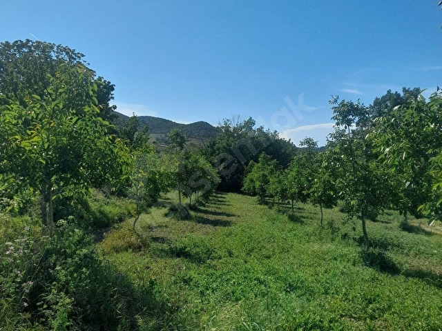 ÇANAKKALE GELİBOLU DEĞİRMENDÜZÜ KÖYÜ İÇİNDE CEVİZLİK - Görsel 10