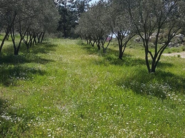 Kuşadası Yeniköyde Doğa İle İç İçe Deniz Manzaralı Çiftlik - Görsel 6