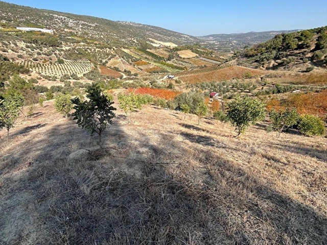 TARSUS ÇAKIRLIDA  5.618m2  SATILIK HARNUP VE ZEYTİN BAHÇESİ - Görsel 4