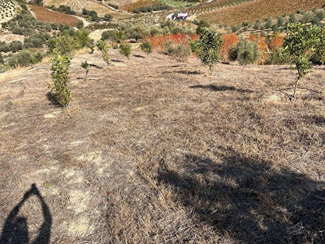 TARSUS ÇAKIRLIDA  5.618m2  SATILIK HARNUP VE ZEYTİN BAHÇESİ - Görsel 5