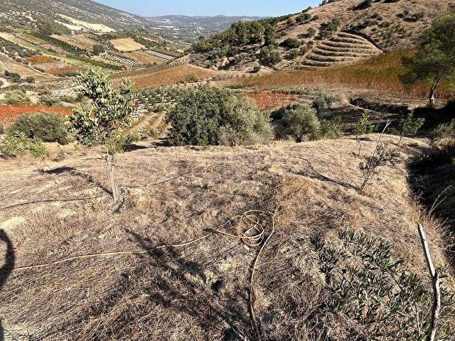 TARSUS ÇAKIRLIDA  5.618m2  SATILIK HARNUP VE ZEYTİN BAHÇESİ - Görsel 9