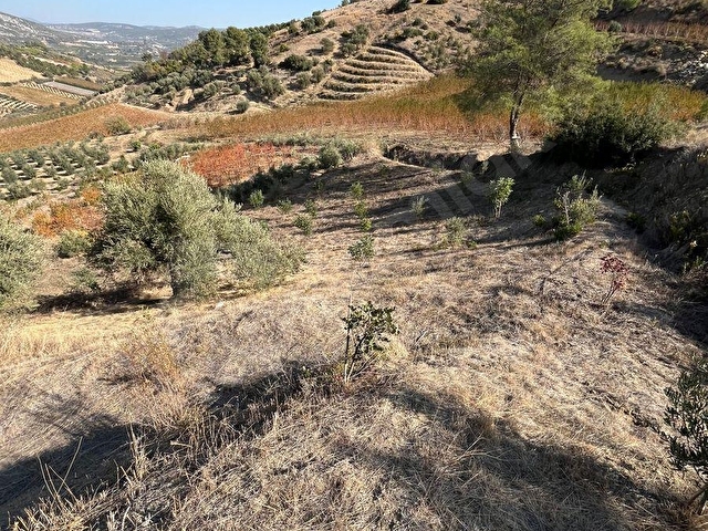 TARSUS ÇAKIRLIDA  5.618m2  SATILIK HARNUP VE ZEYTİN BAHÇESİ - Görsel 17