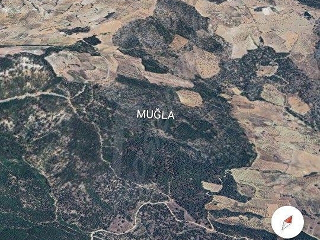 MUGLA MENTEŞE ÇAMOLUKTA SATILIK ZEYTİNLİ TARLA - Görsel 6