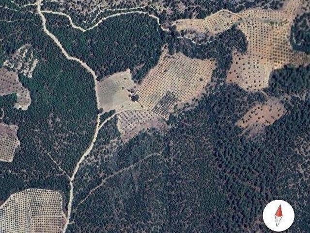 MUGLA MENTEŞE ÇAMOLUKTA SATILIK ZEYTİNLİ TARLA - Görsel 10