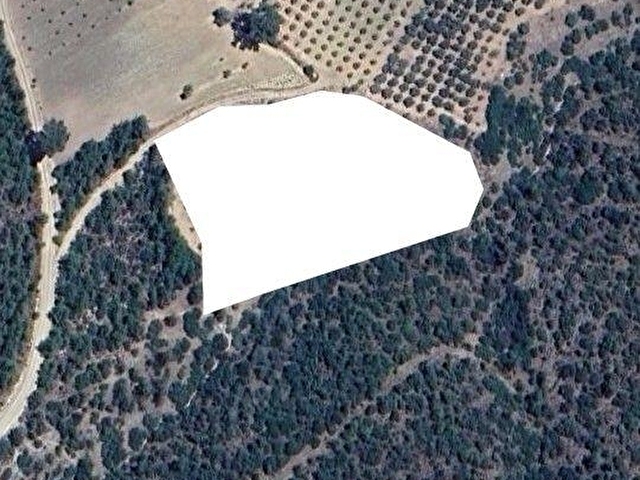 MUGLA MENTEŞE ÇAMOLUKTA SATILIK ZEYTİNLİ TARLA - Görsel 12
