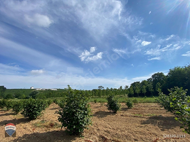 REMAX MAVİDEN KAYNARCA KIZILCAALİDE 8580m² FINDIK BAHÇESİ - Görsel 18