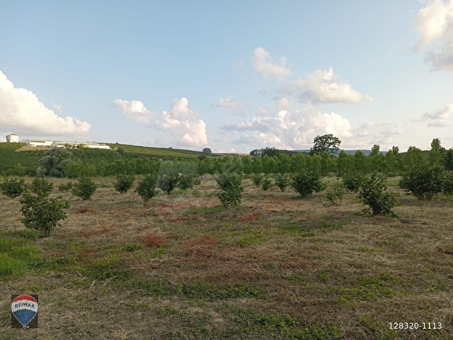 REMAX MAVİDEN KAYNARCA KIZILCAALİDE 8580m² FINDIK BAHÇESİ
