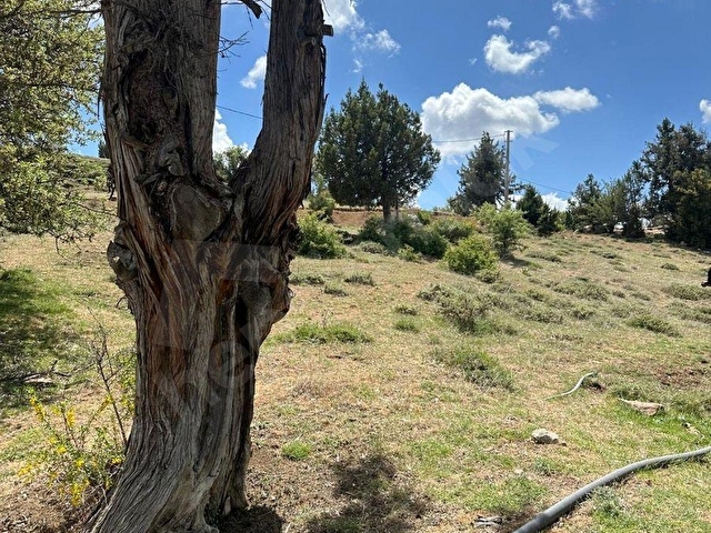 MUĞLA SEYDİKEMER BOĞALAR MAH. MÜKEMMEL ARAZİ SATIŞTA 1952 M2 - Görsel 2